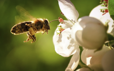 Községi Zárlat – Mézelő Méhek